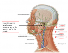 mastoid nodes
superficial cervical nodes
deep cervical nodes
superficial parotid lymph nodes (lateral surface of superior half of auricle)