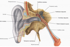 lateral 1/3 is cartilage-- meatus, skin, hair, sebaceous and ceruminous glands (ear wax)
medial 2/3 is bony-- thin skin continuous with tympanic membrane


sends sound into inner ear