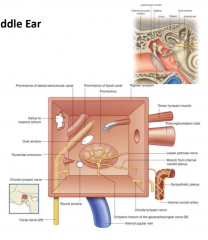 needs to be filled with air
sound vibrates tympanic membrane
3 bones transmit and amplify sound to inner ear
malleous
ancus
stapes-- super structure and foot plate
smallest bones, synovial joints
pharyngotympanic tube drains to pharynx


2 opening...