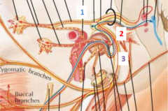 greater superficial petrosal nerve-- geniculate ganglion, taste and parasymp fibers
nerve to stapedius-- vertical segment, motor to stapes to limit mobility in response to loud sounds
chorda tympani-- parasymp and taste