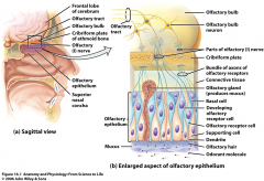 Olfactory receptors