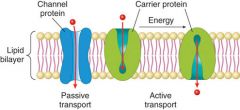 1. (image)
2. ____ are embedded in the membrane.