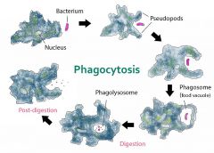 the ingestion of bacteria or other material by phagocytes and amoeboid protozoans