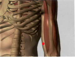 3 Tsun por encima del pliegue del codo, en la parte interna del brazo, en la línea de unión entre C 1 y C3, en el canal interno del m. bíceps