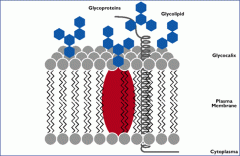 1. (image)
2. ____ play the similar role as glycoproteins.