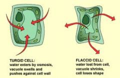 1. (image)
2. increased ____ makes the cell swells