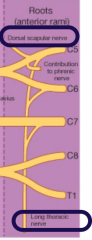 They're from roots of the brachial plexus 

*Dorsal scapular nerve: C5

*Long thoracic nerve: C5-7