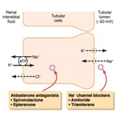 - Spironolactone and Eplerenone
- Target Principal cells of Late Distal Tubule and Cortical Collecting Duct