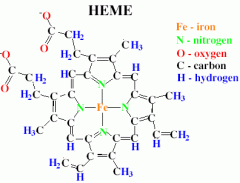 you need a transition metal to pull apart hydrogen peroxide

it has a porphyrin ring