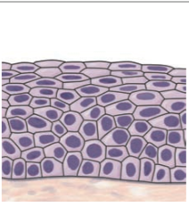 What type of tissue is this? 


Where can it be found? 


What are its functions?
