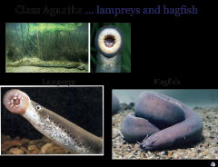 *Petromyzon*
-Lampreys and Hagfishes
-ammocoete, the larva of a lamprey
-lack jaws but have a cartilaginous endoskeleton and a notochord
-have 7 pharyngeal gill slips
-The mouth is at the center of the round buccal funnel and is armed with ho...