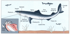 *Squalus*
-Sharks, Skates, and Rays
-endoskeleton is cartilaginous and the anterior gill arches are modified into jaws
-fins and lateral line