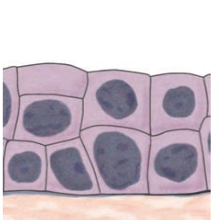What type of tissue is this? 

Where can it be found? 



What are its functions?