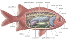 -Bony fish
-a bony endoskeleton, modified gill arches, and internal air bladders for balance and buoyancy
-Gills are protected by a movable gill cover called an operculum.
-lateral line system