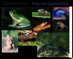 -Frogs, Toads, and Salamanders
-terrestrial but lay eggs in water
-eggs fertilized externally
-aquatic stage called a tadpole