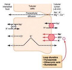- Loop diuretic: Furosemide, Ethacrynic Acid, Bumetanide
- Thick Ascending Loop of Henle