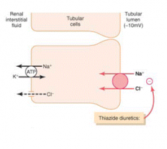 - Thiazide diuretics
- Early Distal Tubule