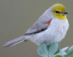 10 species


sharp, pointy bills
yellows and grays in plumage
(includes verdin)