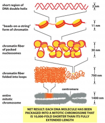 A complex of DNA and protein is called
chromatin, which is mostly comprised of chromosome fibres each about 30
nm in diameter, where the DNA chain is folded into a compact structure. 
The
proteins used to bind into the primary level – the n...