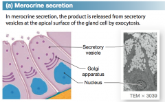 This is the most common mode of exocrine secretions. In merocrine secretion, the product is released from secretory vesicles by exocytosis. 

Mucin is a merocrine secretion that mixes with water to form mucus. 