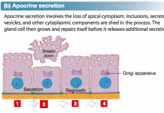 Apocrine secretion involves the loss of cytoplasm as well as the secretory product. 