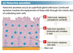 Holocrine secretion destroys the gland cell. During holocrine secretion, the entire cell becomes packed with secretary vesicles and then burst, releasing the secretion, but killing the cell. 