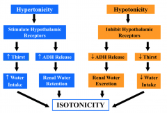 - Stimulates hypothalamic receptors
- ↑ Thirst → ↑ Water intake 
- ↑ ADH release → Renal water retention

Causes return to isotonicity