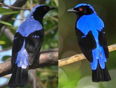 2 species


enamel blue on black
