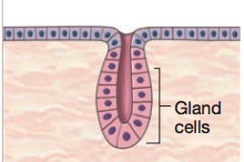 What is the structural classification of this gland?
