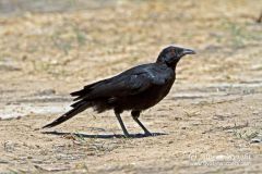 2 species


like a crow with a decurved bill
no feather tufts over nares