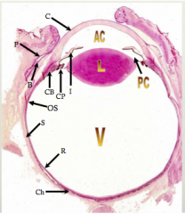 C= cornea 
AC= anterior cavity 
PC= posterior cavity 
CB= ciliary body 
CP= Ciliary process 
I = Iris 
L= lense 
S= sclera 
R= retina 
Ch = Chortoid 
V= virtous