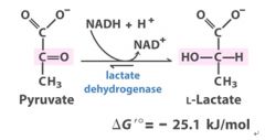 it must be shuttled via malate or DHAP through the inner mitochondrial membrane to be delivered to the TCA.

In anaerobic respiration, NAD+ is regenerated by tossing the electron and hydrogen onto pyruvate to reduce it to lactate