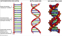 - strands of DNA double helix
