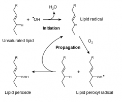 Double bonds in membrane polyunsaturated lipids are vulnerable to attack by oxygen-derived free radicals. The lipid-radical interactions yield peroxides, which are themselves unstable and reactive, and an autocatalytic chain reaction ensues.