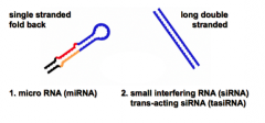 1. Micro RNA (miRNA) - einzelsträngig gefaltet
2. small interfering RNA (siRNA), trans-acting siRNA (tasiRNA) - lang doppelstränig