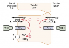 Renal sympathetic nerves:
- multiple tubular receptors stimulate Na+ reabsorption

Angiotensin II:
- tubular receptors
- increases activity of PT Na/H counter-transporter

Aldosterone:
- stimulates Na+ reabsorption in cortical collecting d...