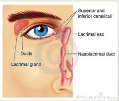 lacrimal gland, superior and inferior canaliculi, the lacrimal sac and the nasolacrimal duct