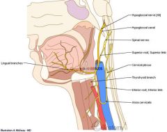 courses between the mylohyoid and hyoglossus muscles