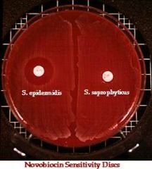 Novobiocin discs


 


zone of inhibition= sensitivity= S. epidermidis


 


no zone= resistance= S. saprophyticus