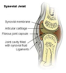 Articular cartilage (caps bone ends), joint cavity (space w/synovial fluid that lubricates to reduce friction), articular capsule (double-layered - outer fibrous capsule, inner synovial membrane)