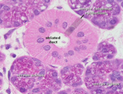 Composed of seromucous instead of purely serous cells
-surrounded by myoepithelial cells
-contains lumen in the center