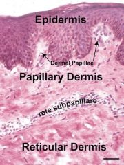 Thinning of the papillary dermis occurs secondary to decreased collagen synthesis by fibrocytes. 

1% per years of adult life