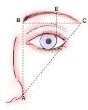 the brow should end at an oblique line that passes from the nasal ala to the lateral canthus of the eye