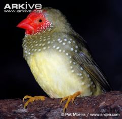 131 species


spots or fine bars in plumage