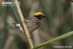 115 species


barbet-like bill shape
reduced outer primary