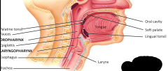 Shared space for consumption and respiration
Gloosopharyngeal (IX) and Vagus (X) nerve
Hypopharynx (at the hyoid)
Epiglottis - part of the laryngopharynx