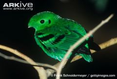 6 species


green plumage
broad bills
feather over nares