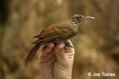 51 species


outer toe as long as middletoes
tail spines
plumage themes: rufous tail, streaking