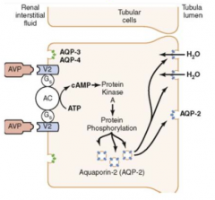- Binds to V2 receptors on cells in late distal tubule, collecting tubules, and collecting ducts
- Leads to increased Aquaporin-2 (AQP-2) channels on the tubular lumen side to increase reabsorption of H2O
- Mediated via ↑cAMP, activation of PK...