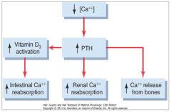 - ↑ Vitamin D3 activation → ↑ intestinal Ca2+ reabsorption
- ↑ Renal Ca2+ reabsorption
- ↑ Ca2+ release from bones